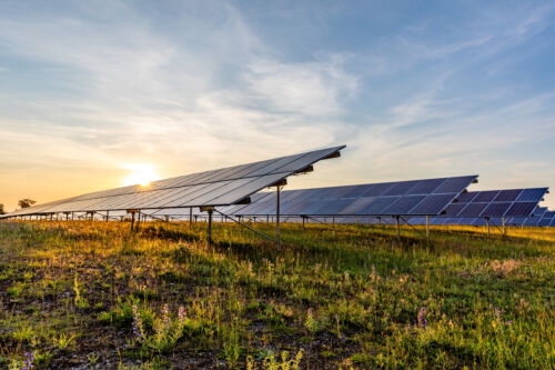 A field of solar panels illuminated by the soft light of sunrise.